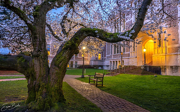 Spring by Quad University, cherry, tree, America, blossoms, University, spring, evening HD wallpaper