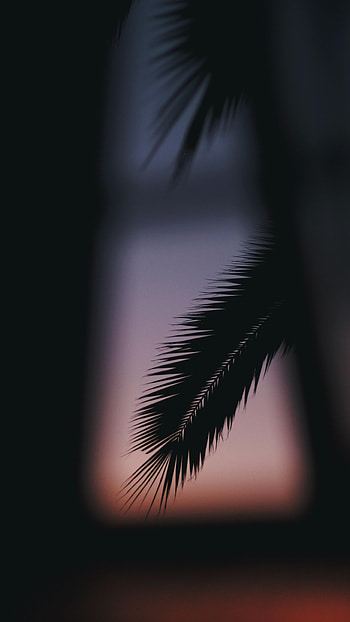 Dark, Silhouette, Palm, Branch HD phone wallpaper