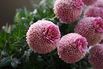 pink flowers, pink, nature, flowers, beauty HD wallpaper