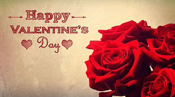 rose, soft, red, flower HD wallpaper