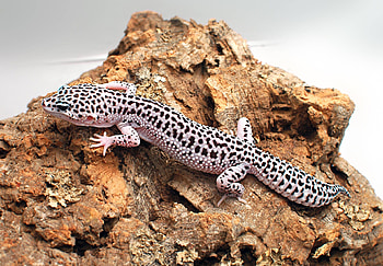 Eublepharis macularius, Geckos HD wallpaper