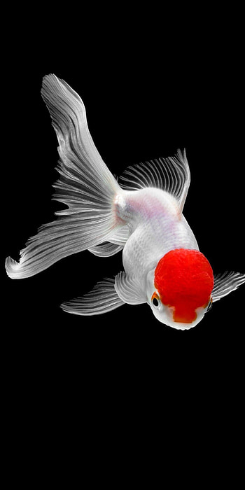 Gold Fish, Nature, , Backgrounds HD phone wallpaper