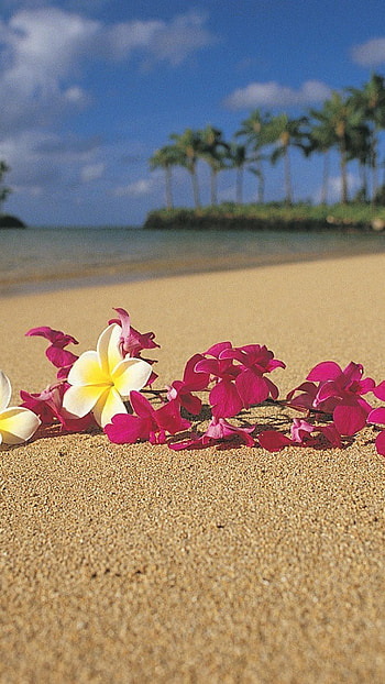 O'ahu , Beautiful beach views, Travel vibes HD phone wallpaper