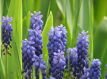 Flowers, Greens, Spring, Sharpness, Muscari, Muskari HD wallpaper