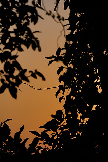 Sunset, Leaves, Dark, Silhouette, Branches HD phone wallpaper