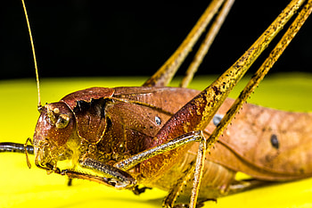 Macro, Insect, Grasshopper HD wallpaper