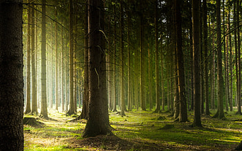 Forest, trees, nature, moss HD wallpaper