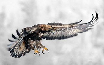 Eagle, american, bird, bold eagle, , flying HD wallpaper
