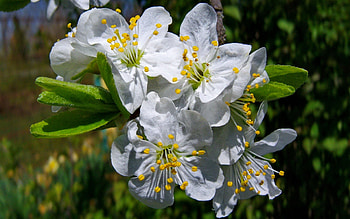 Spring blossoms, blossoms, tree, blooming, apple, scent, fragrance HD wallpaper