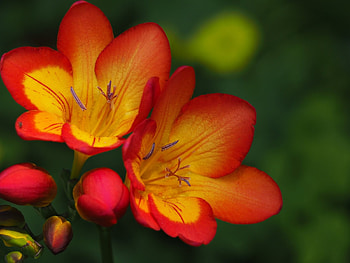 SIA, PETALS, NATURE, COLORS, STEMS HD wallpaper