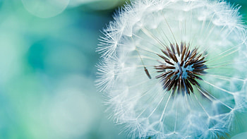 Flower, Macro, Stem, Stalk, Dandelion, Fuzz, Fluff HD wallpaper