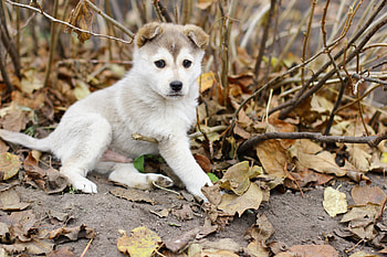 Animals, Autumn, Playful, Puppy, Foliage HD wallpaper