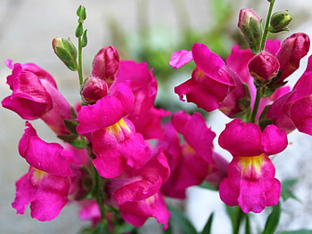 SNAPDRAGON FLOWERS, FLOWERS, NATURE, PINK HD wallpaper