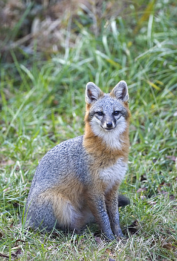 Gray Fox, Animal kingdom, Forest creature, Nature's beauty HD phone wallpaper