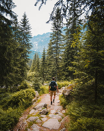 Man hiking on a forest trail in Tatra Mountains, Poland, surrounded by lush greenery. HD phone wallpaper