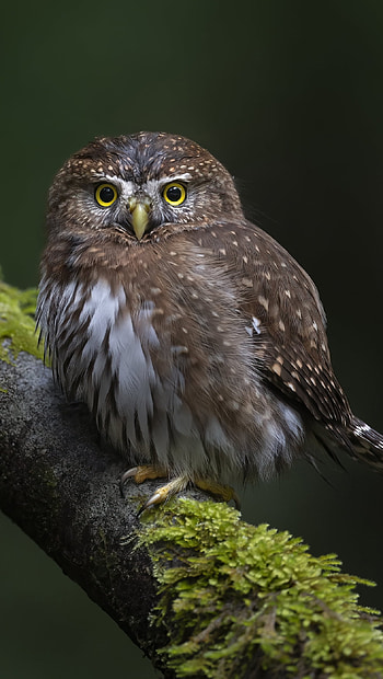 Animal, owl HD phone wallpaper