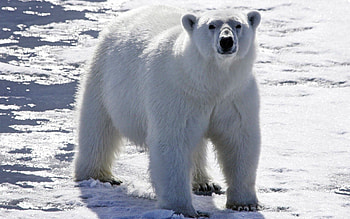 Animals, Snow, Shine, Light, Bright, Bear, Polar Bear HD wallpaper