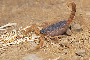 The Indian red, Scorpions HD wallpaper