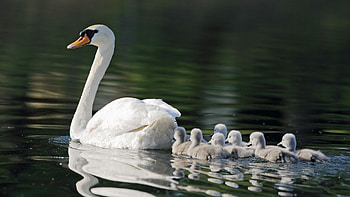 Landscape, Birds, Swans HD wallpaper