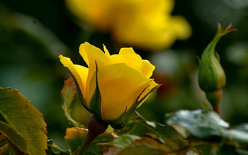 Yellow Rose, rose, beautiful, one, yellow HD wallpaper