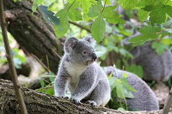 Where to spot koalas, Koalas around the world, Global koala habitats, Koala observation HD wallpaper