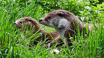 Nature animal , Otter, Forest habitat, Wildlife HD wallpaper
