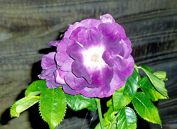 purple rose in the evening light., night, rose, purple, leaves, fence HD wallpaper