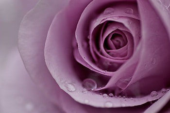 Drops, Flower, Macro, Rose Flower, Rose, Petals, Tender HD wallpaper