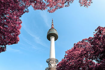 A stunning view of N Seoul Tower surrounded by pink foliage under a clear blue sky in Seoul, South Korea. HD wallpaper