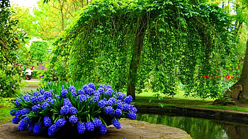 Summer Park, river, path, blossoms, trees, flowers HD wallpaper