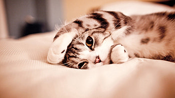 Animals, Cat, To Lie Down, Lie, Playful, Paw HD wallpaper