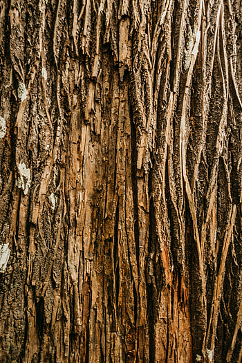 Wood, Wooden, Tree, Texture, Textures, Relief, Bark HD phone wallpaper
