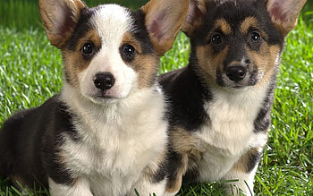Animals, Couple, Pair, Dog, Beautiful, Puppies HD wallpaper