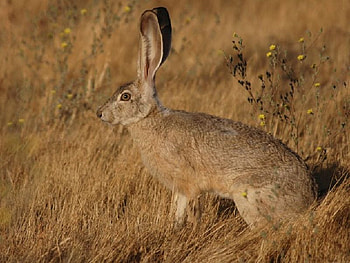 Rabbit, cool, beautiful HD wallpaper