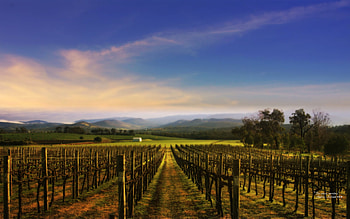 In Vino Veritas, vineyard, nature, andrea andrade, field HD wallpaper