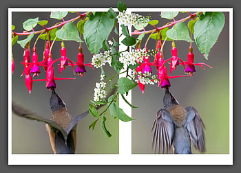 BIRD COLLAGE, NATURE, COLLAGE, , BIRD HD wallpaper