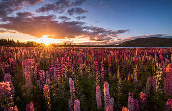 Flowers, farm, lavender, sunrise HD wallpaper