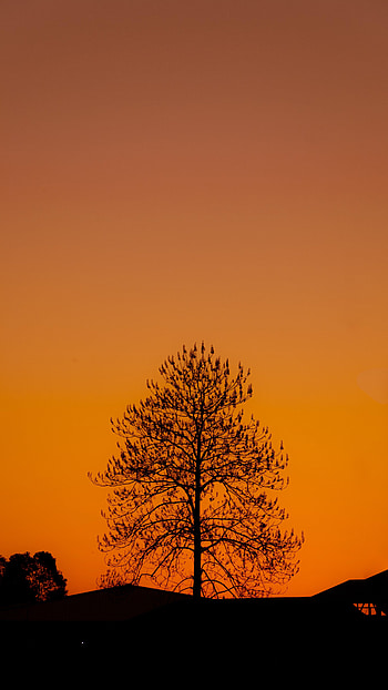 Nature, Sunset, Dark, Silhouette, Wood, Tree HD phone wallpaper