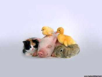 LITTLE ORPHAN ANNI-MALS, rabbits, kids, cats, babies, ducks, pigs, animals, farm animals, friends HD wallpaper