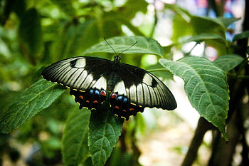 Butterfly, animal, leaves, sky, tree HD wallpaper