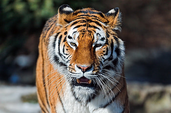 Animals, Muzzle, Predator, Big Cat, Tiger, Open Mouth HD wallpaper