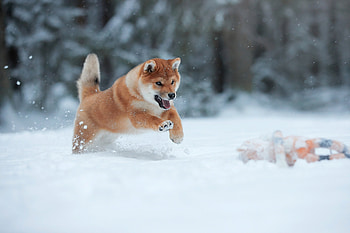 Akita breed, Majestic appearance, Thick double coat, Bear-like face HD wallpaper
