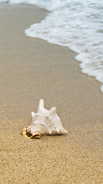 Seashell and sand, Coastal foam, Oceanic serenade, Tranquil beach HD phone wallpaper