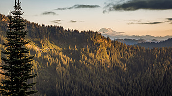 Pine trees, Mt. Adams, nature HD wallpaper
