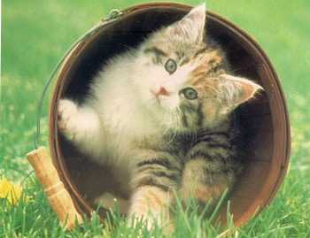 Kitten in a bucket, kitten, green, bucket, cute, grass, paws HD wallpaper