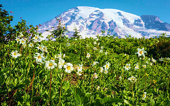 Avalanche Lilies in Paradise, Mount Rainier NP, wildflowers, blossoms, washington, sky, mountain, usa HD wallpaper