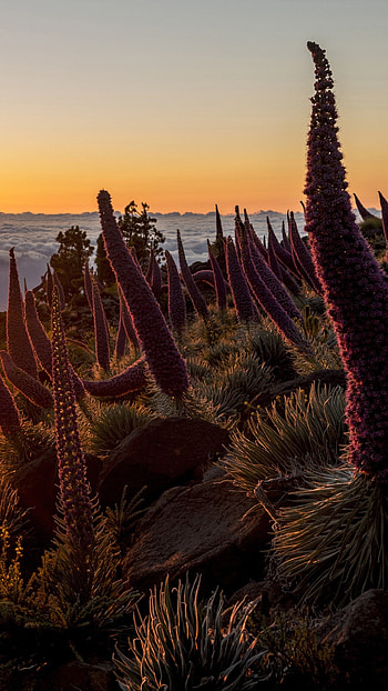 Tenerife, Red bugloss, Giant flower, Windows 10 spotlight HD phone wallpaper