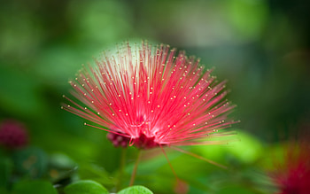 Plants, Flowers HD wallpaper