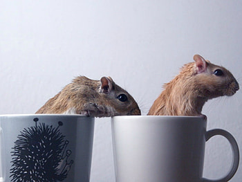 MICE IN CUPS, CUTE, CUPS, MICE, TWO HD wallpaper
