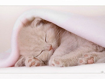 Sleeping Cat, cool HD wallpaper